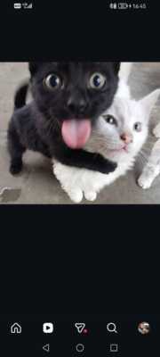 Optimize Yorum Resmi